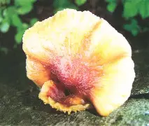 q顀殜_-开云登录